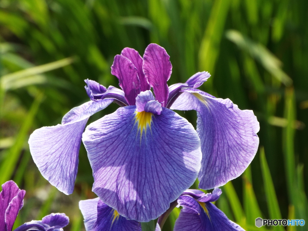 北山公園・花菖蒲20