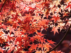 殿ヶ谷戸庭園・もみじ3