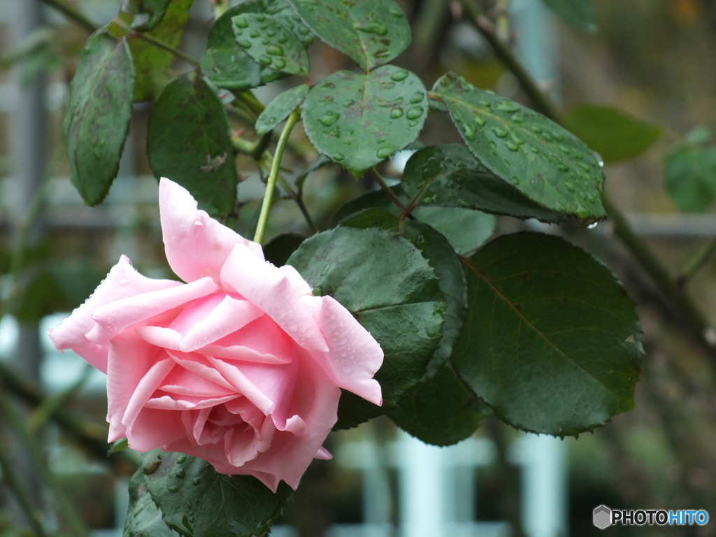 雫を纏った薔薇11