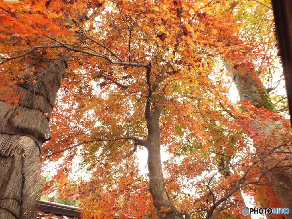 紅葉の能仁寺13