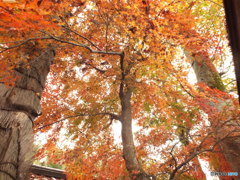 紅葉の能仁寺13