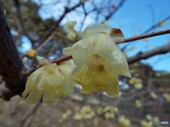 蝋梅7