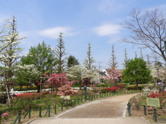 平成つつじ公園15