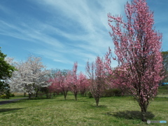 桜＆花桃5