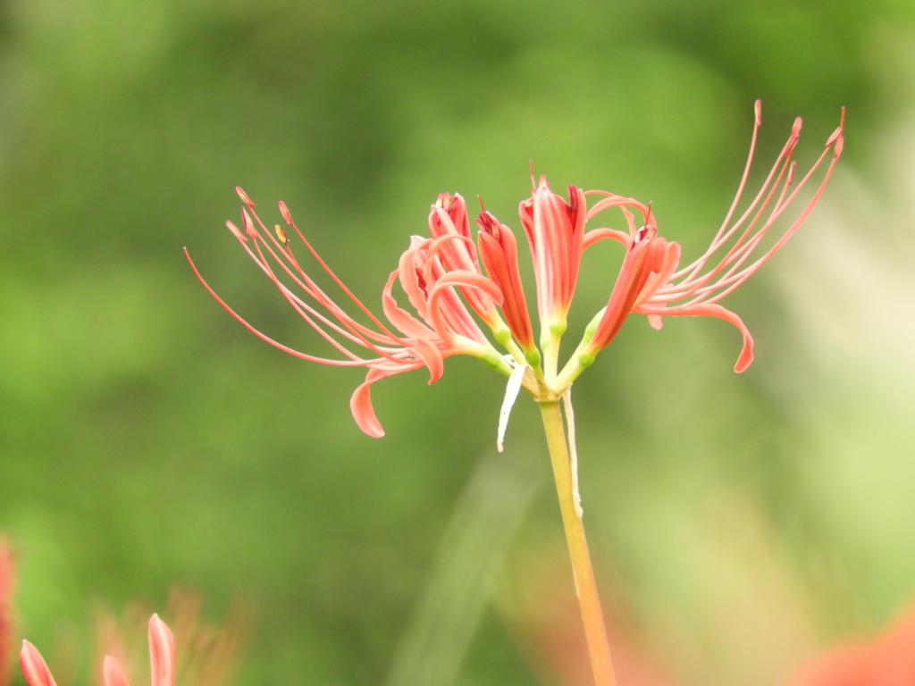 曼珠沙華10