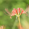 曼珠沙華10