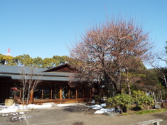 残雪の日本庭園9