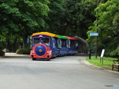 深緑の昭和記念公園17