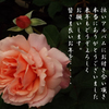 年末のご挨拶14