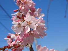枝垂れ桜4