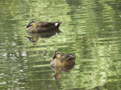 初秋の智光山公園散策9
