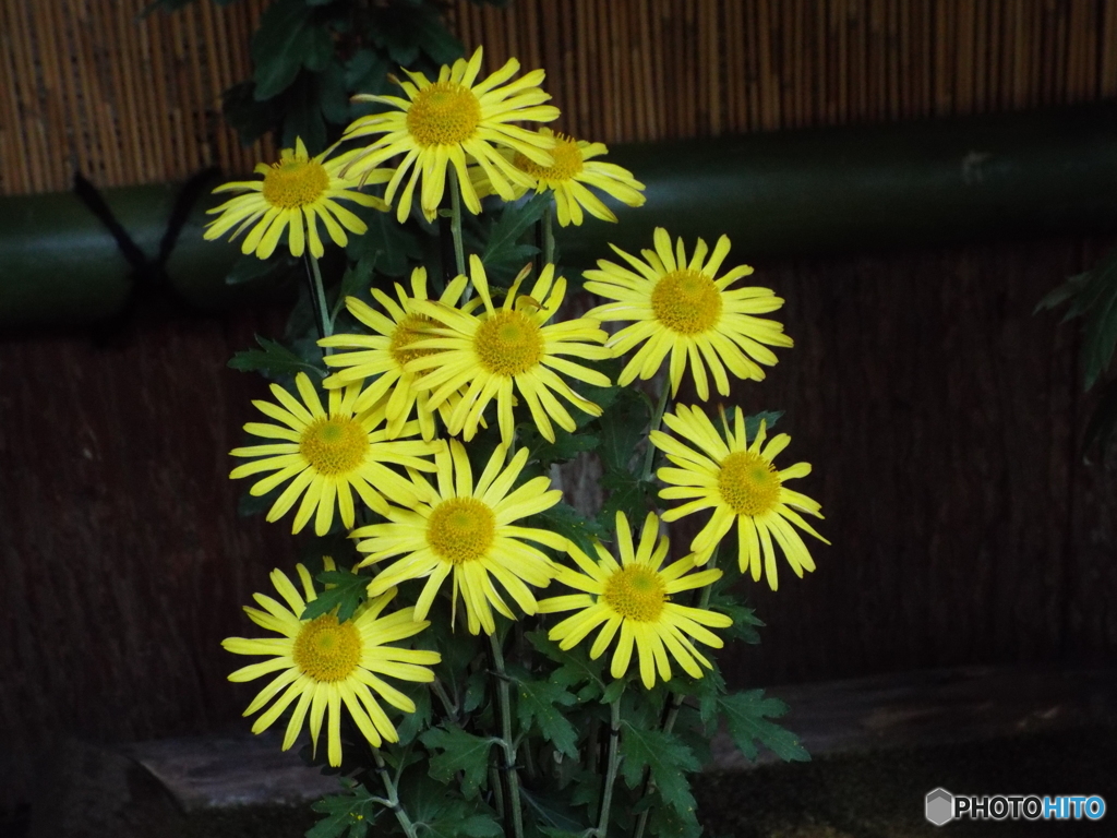 新宿御苑菊花壇展35