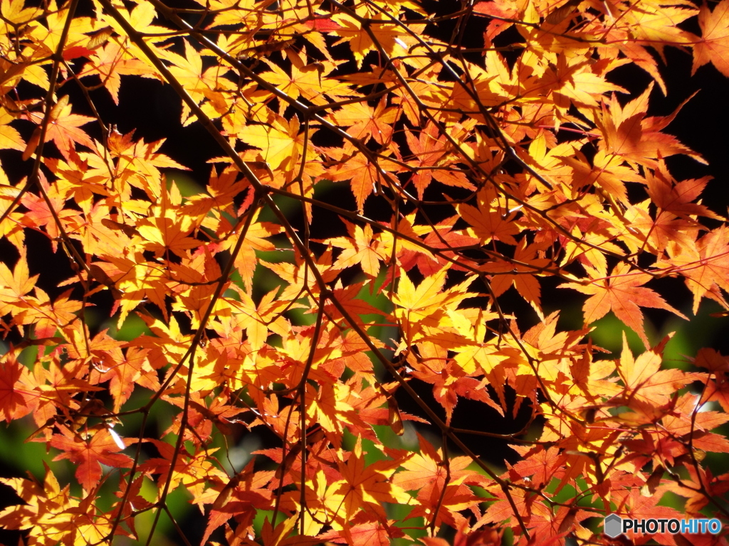紅葉15