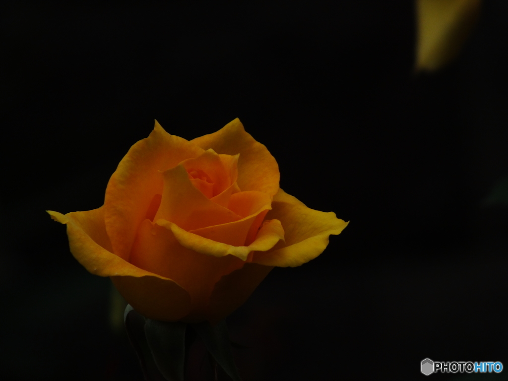 薔薇9