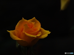 薔薇9