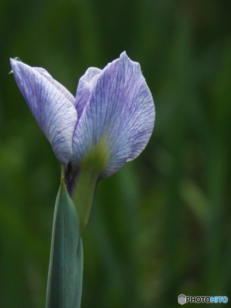 花菖蒲8