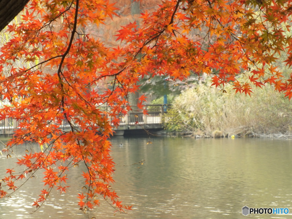 井の頭恩賜公園6