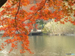 井の頭恩賜公園6