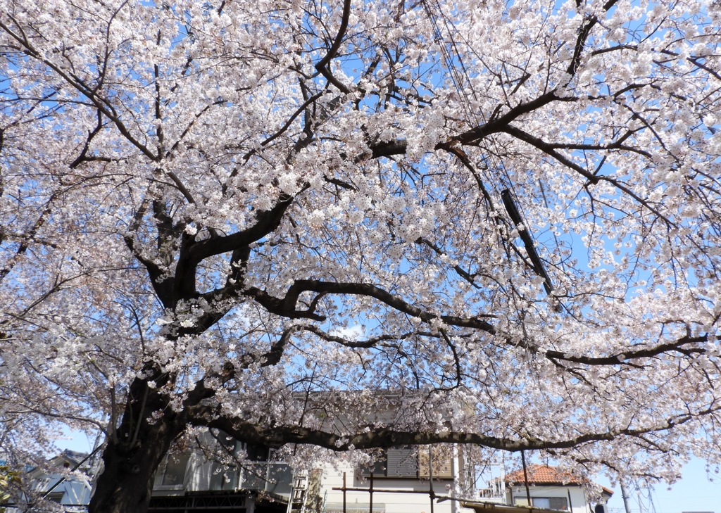 散歩道・桜4