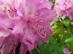 石楠花1