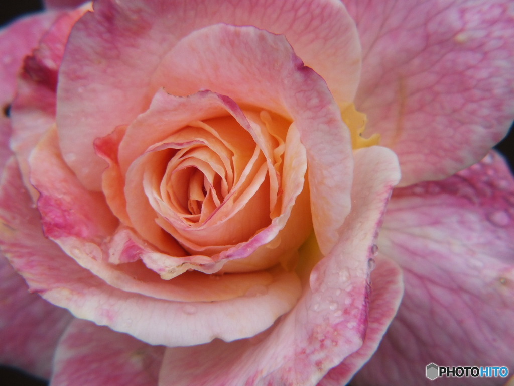 雫を纏った薔薇17