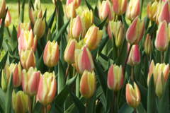 DSCF0310