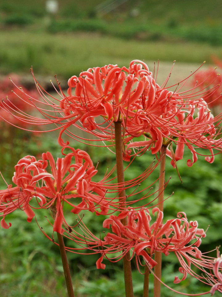 岸辺の曼珠沙華6