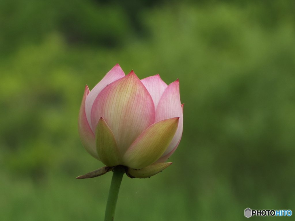 昭和記念公園・蓮14