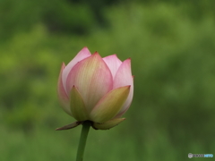 昭和記念公園・蓮14