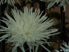 新宿御苑菊花壇展29