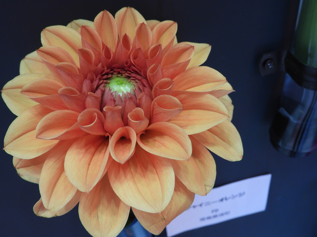 ダリアの華展4