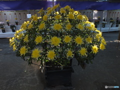 菊花展10