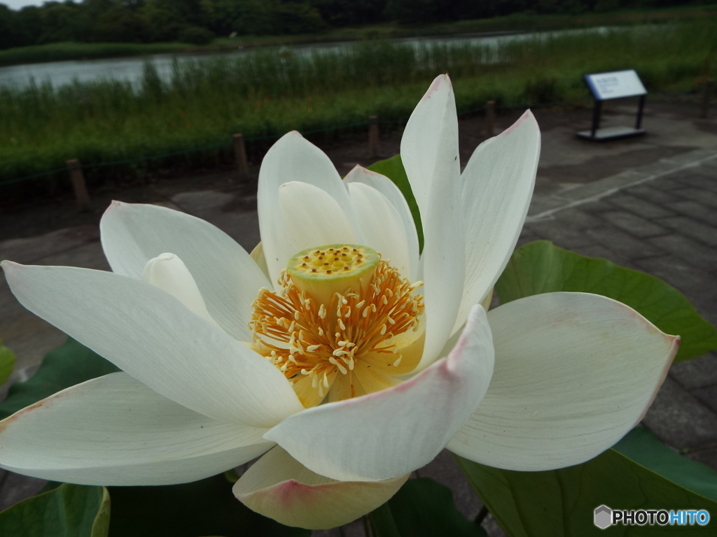 昭和記念公園・蓮18