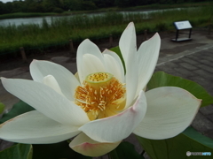 昭和記念公園・蓮18