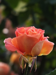 秋薔薇19