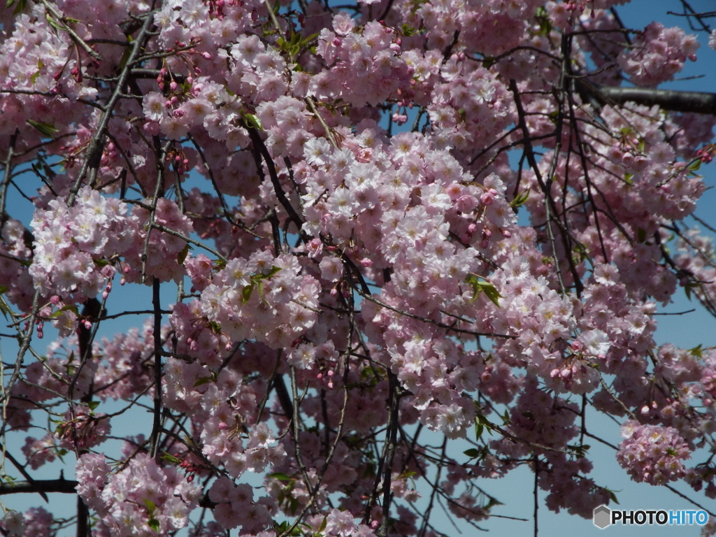 枝垂れ桜2