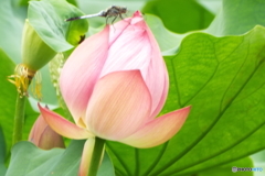 蓮4