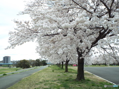 お花見4