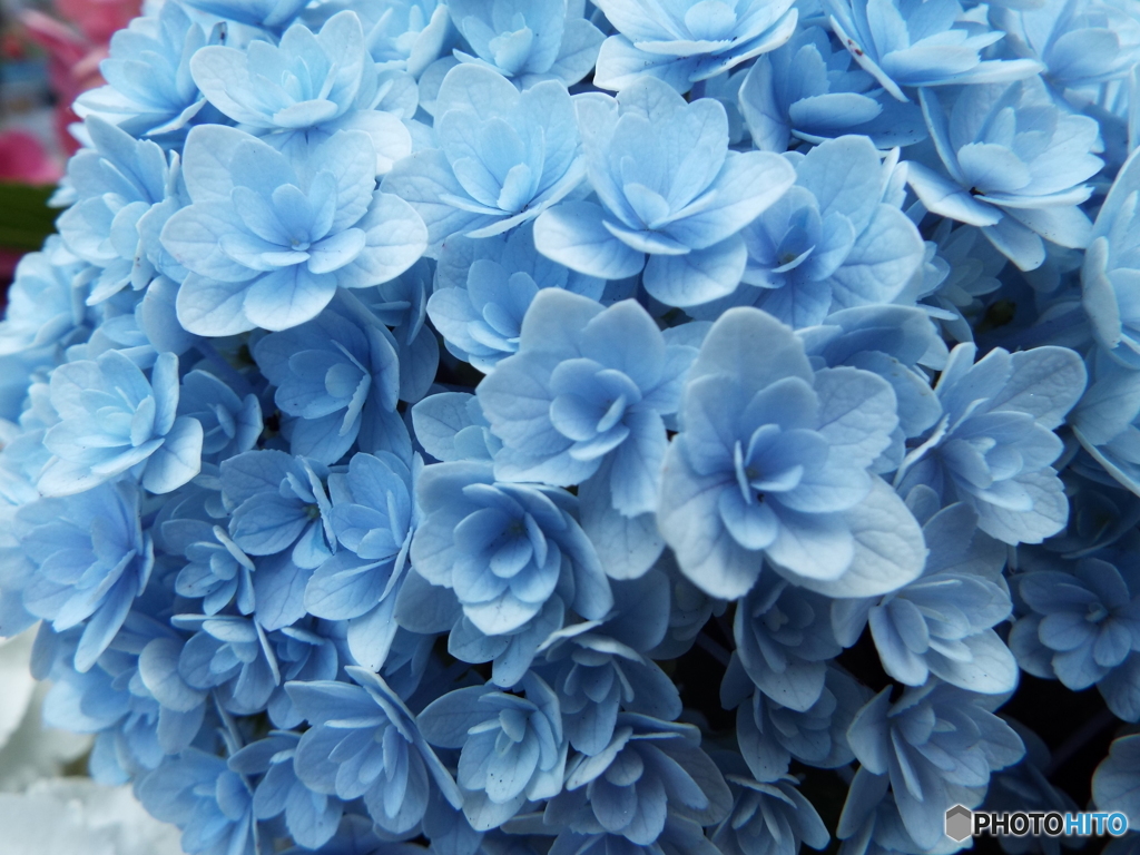 豊島園・紫陽花19