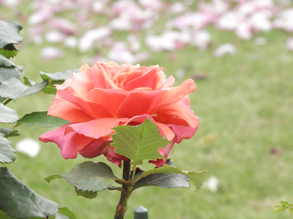 薔薇32