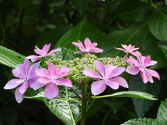 豊島園・額紫陽花15