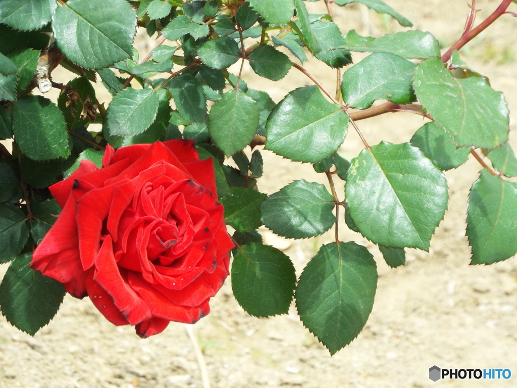薔薇4