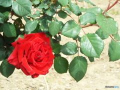 薔薇4