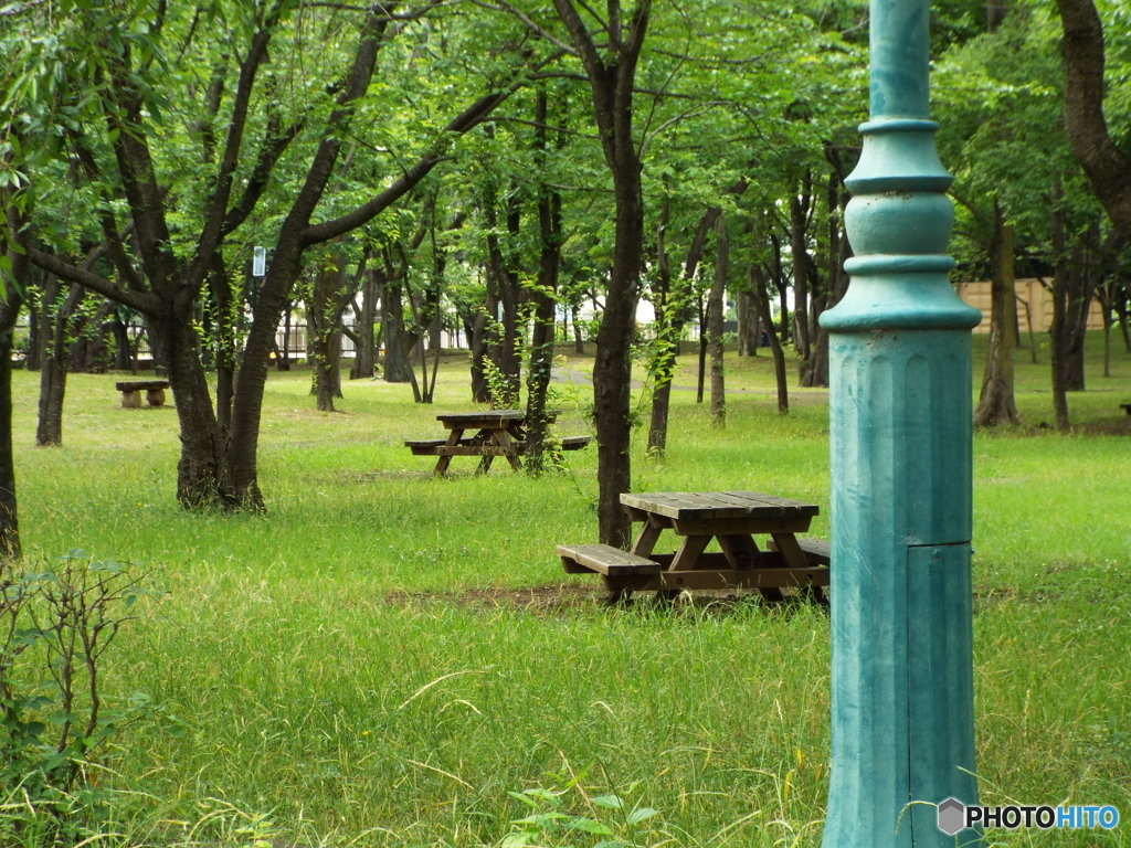 深緑の彩の森入間公園10
