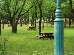 深緑の彩の森入間公園10