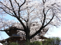 天岑寺桜8