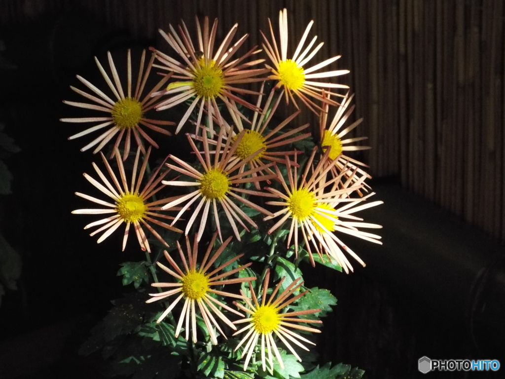 新宿御苑菊花壇展37