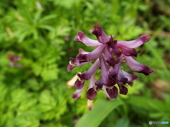 紫華鬘（むらさきけまん）