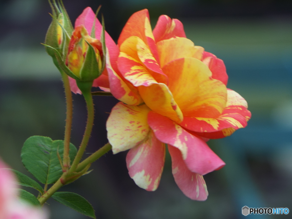 薔薇16