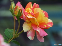 薔薇16
